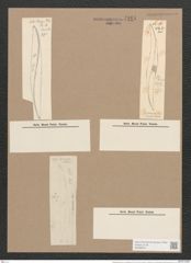 Pleurosigma decorum var. dalmaticum W.Sm. (de-Toni-Nr.: Genus 13, Species 1041) Zeichnungen Sammlung Grunow Nr. 2101 (NHMW-BOT-W0368974)